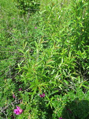 Salix pierotii