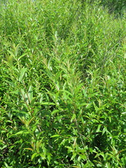 Salix pierotii