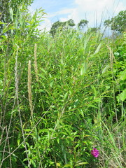 Salix pierotii
