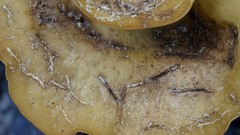 Mycobonia