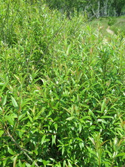 Salix pierotii