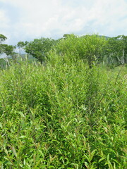 Salix pierotii