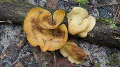 Mycobonia