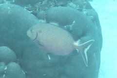 Siganus punctatus