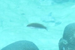 Cirrhilabrus punctatus