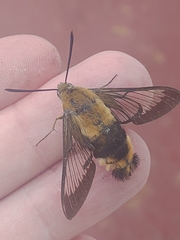 Hemaris affinis