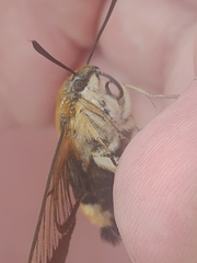 Hemaris affinis