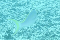 Scolopsis monogramma