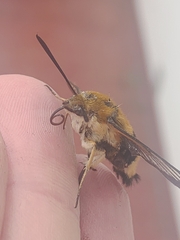 Hemaris affinis