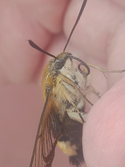 Hemaris affinis