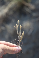 Phleum arenarium