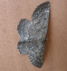 Gnophini
