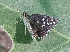 Pyrgus malvoides