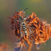 Six-belted Clearwing - Photo (c) Julia Wittmann, some rights reserved (CC BY), uploaded by Julia Wittmann