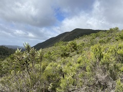 Adenostoma fasciculatum