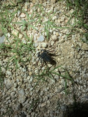 Paraphrynus carolynae