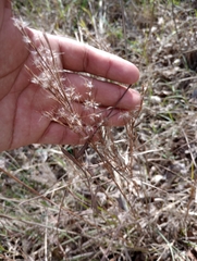 Schizachyrium