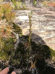 Pterostylis daintreana