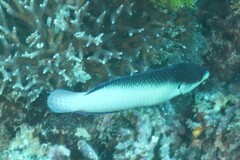 Anampses neoguinaicus