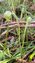Pterostylis nutans
