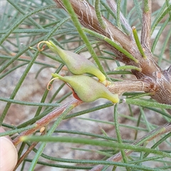 Hakea gibbosa