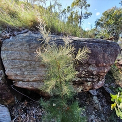 Hakea gibbosa
