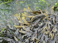 Fucus ceranoides