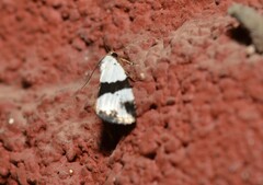 Maliattha ruptifascia