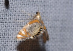 Nymphicula