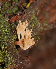 Artomyces austropiperatus