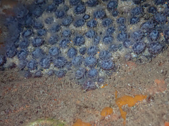 Astrangia woodsi