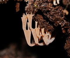 Artomyces austropiperatus