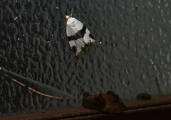 Maliattha ruptifascia