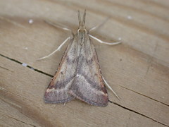 Synaphe punctalis