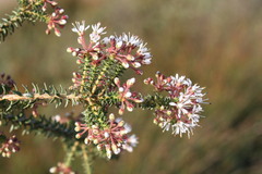 Agathosma trichocarpa