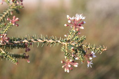 Agathosma trichocarpa