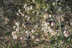 Agathosma trichocarpa