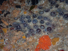 Astrangia woodsi