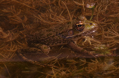 Pelophylax
