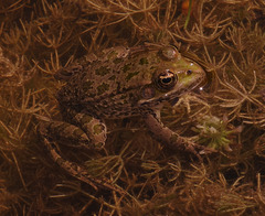 Pelophylax