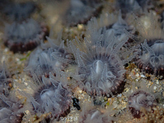 Astrangia woodsi