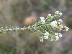 Phylica cuspidata