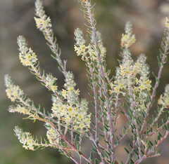Phylica villosa