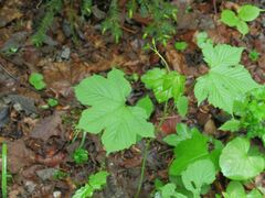 Filipendula glaberrima