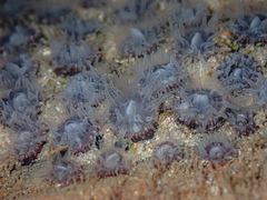 Astrangia woodsi