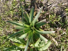 Eryngium