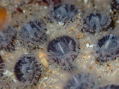 Astrangia woodsi