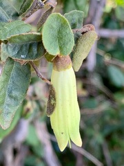 Correa reflexa reflexa