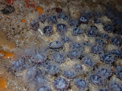 Astrangia woodsi