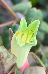 Correa reflexa reflexa